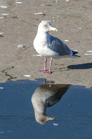 Herring Gull - Larus argentatus