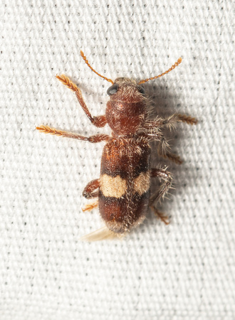 Checkered beetle - Enoclerus quadrisignatus