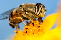 Flies - Diptera