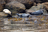 Harbor seal - Phoca vitulina