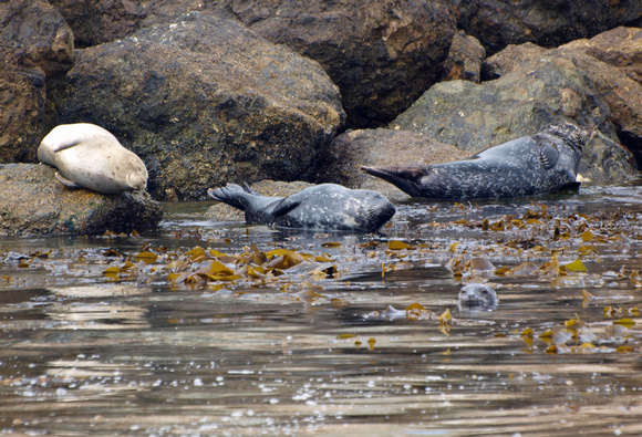 Harbor seal - Phoca vitulina