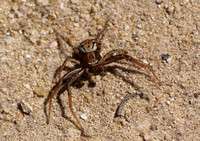 Crab spider 1 - Unidentified sp.