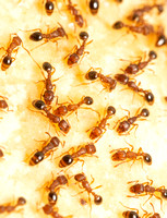 Guinea ant - Tetramorium bicarinatum