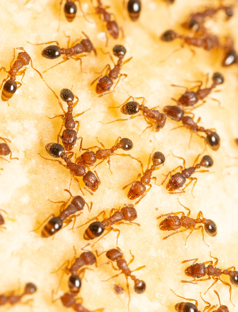 Guinea ant - Tetramorium bicarinatum