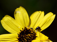 Braconid wasp 2 - Unidentified sp. w/Harlequin bug