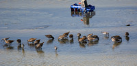 Short-billed Dowitcher - Limnodromus griseus, Stilt Sandpiper - Calidris himantopus