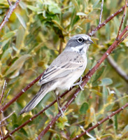 Bell's Sparrow - Artemisiospiza belli