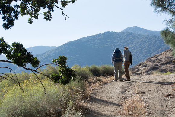 The trail leads out of the oaks