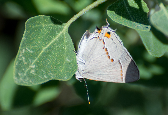 Gray hairstreak - Strymon melinus