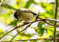 Hutton's Vireo - Vireo huttoni