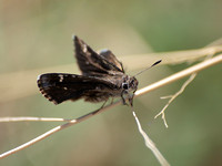 Common sootywing - Pholisora catullus