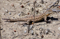 Side-blotched Lizard - Uta stansburiana
