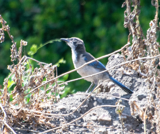 Island Scrub-Jay - Aphelocoma insularis