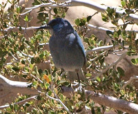 Pinyon Jay - Gymnorhinus cyanocephalus