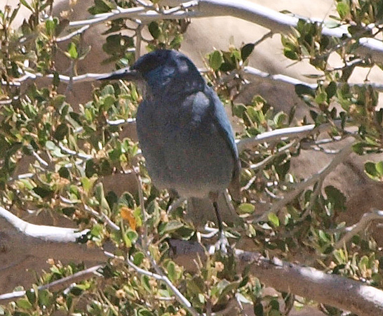 Pinyon Jay - Gymnorhinus cyanocephalus
