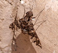 Bee fly 5 - Xenox habrosus