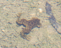 African Clawed Frog - Xenopus laevis