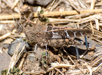 Saussure's Blue-winged Grasshopper - Leprus intermedius