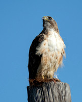 Red-tailed Hawk - Buteo jamaicensis