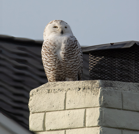 Snowy Owl - Bubo scandiacus