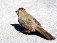 California Towhee - Melozone Crissalis