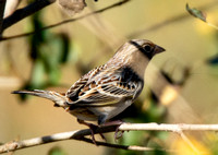 Grasshopper Sparrow - Ammodramus savannarum