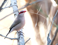 Black-rumped Waxbill - Estrilda troglodytes