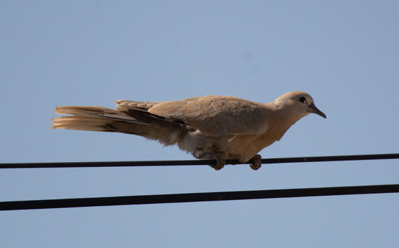 Eurasian Collared-Dove - Streptopelia decaocto