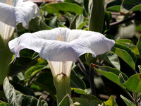 Jimson weed - Datura sp.