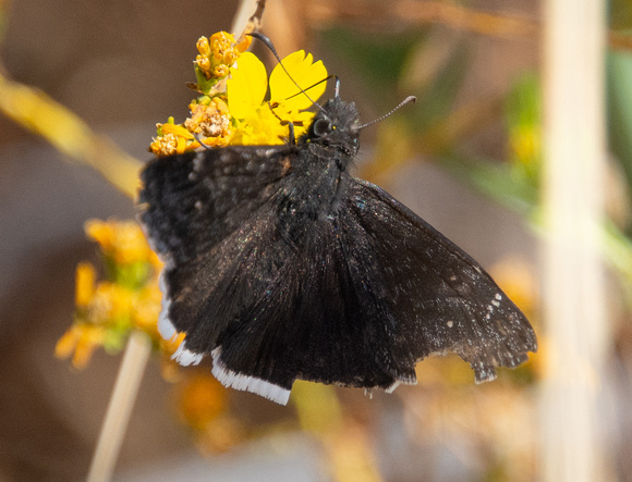 Funereal duskywing - Erynnis funeralis