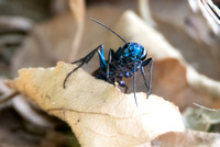 Steel-blue cricket hunter -Chlorion aerarium