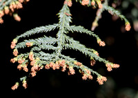 Coast Redwood - Sequoia sempervirens