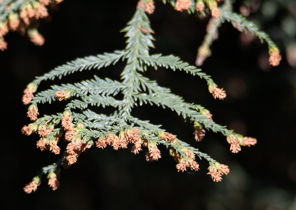 Coast Redwood - Sequoia sempervirens