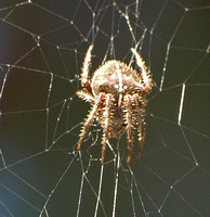 Orb weaver - Araneus gemma