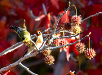 European Goldfinch - Carduelis carduelis