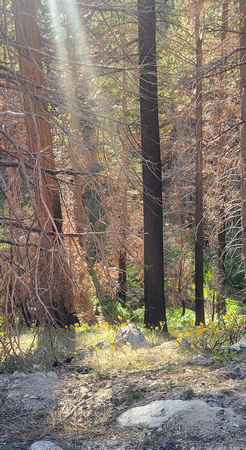 Scars from the 2020 Bobcat Fire