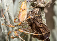 Green lynx spider - Peucetia viridans dining on a Duskywing skipper