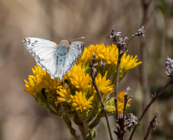 Northern White Skipper - Heliopetes ericetorum