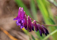 Winter Vetch - Vicia villosa