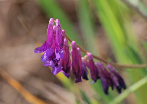 Winter Vetch - Vicia villosa