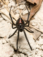 Western black widow - latrodectus hesperus