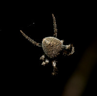 Tropical orb weaver - Eriophora edax