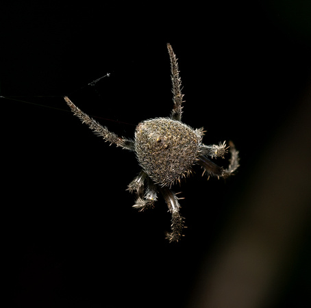 Tropical orb weaver - Eriophora edax