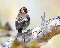 European Goldfinch - Carduelis carduelis