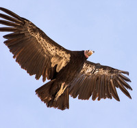 California Condors, April 2014