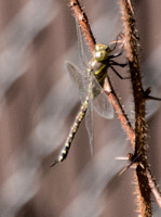 Darner (female)