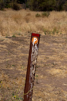 P is for Poop