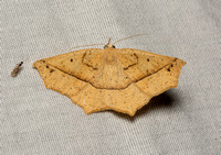 Geometer moth -  Eusarca falcata