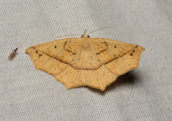 Geometer moth -  Eusarca falcata