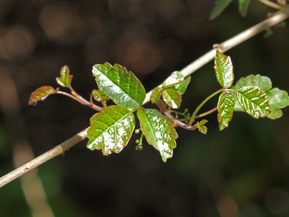 Poison Oak